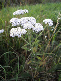 Achillea millefolium